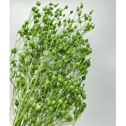 Chardon Séché Vert Foret H 60-70cm 100g +