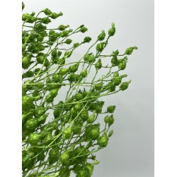 Chardon Séché Vert Foret H 60-70cm 100g +