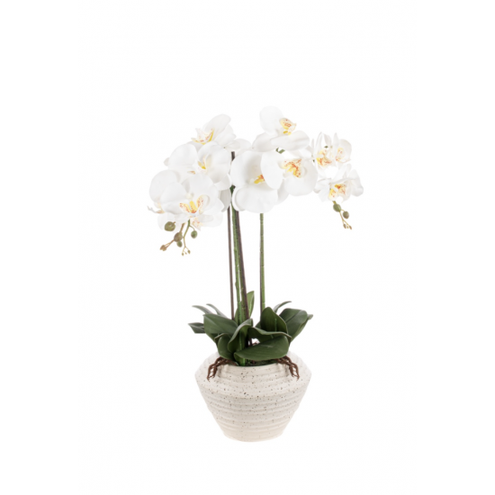 Orchidée Phalaenopsis Blanche - 55cm