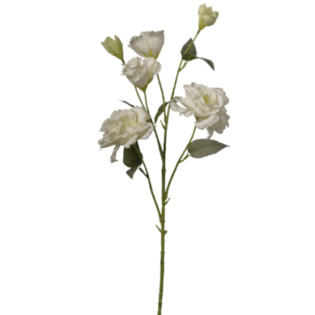 LISIANTUS CREME 80 CM_2FBV1070-037