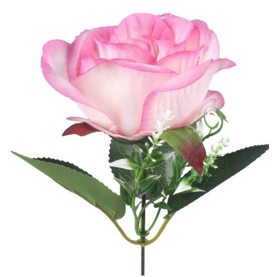 Rose crème rose