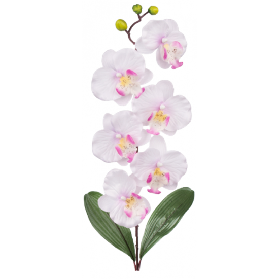 Orchidée phalaenopsis rose blanche
