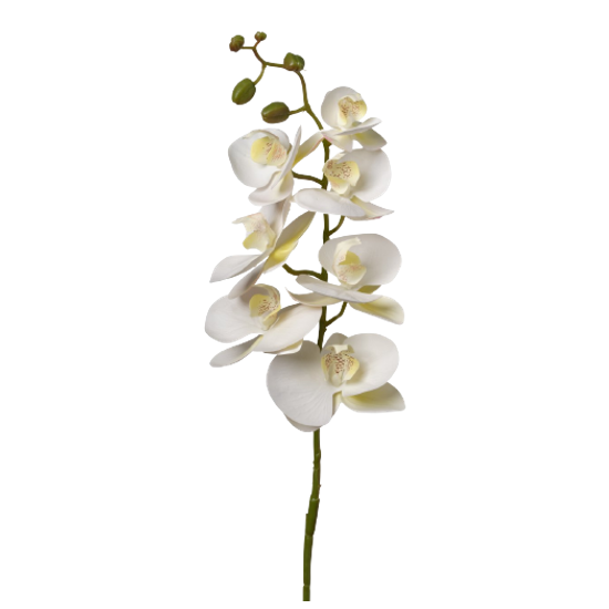 Orchidée Phalaénopsis Crème 74 cm