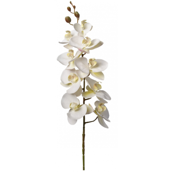Orchidée phalaenopsis Crème 94cm