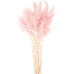 Lagorus séché  | Grossiste Fleuristes | Fleurs séchées