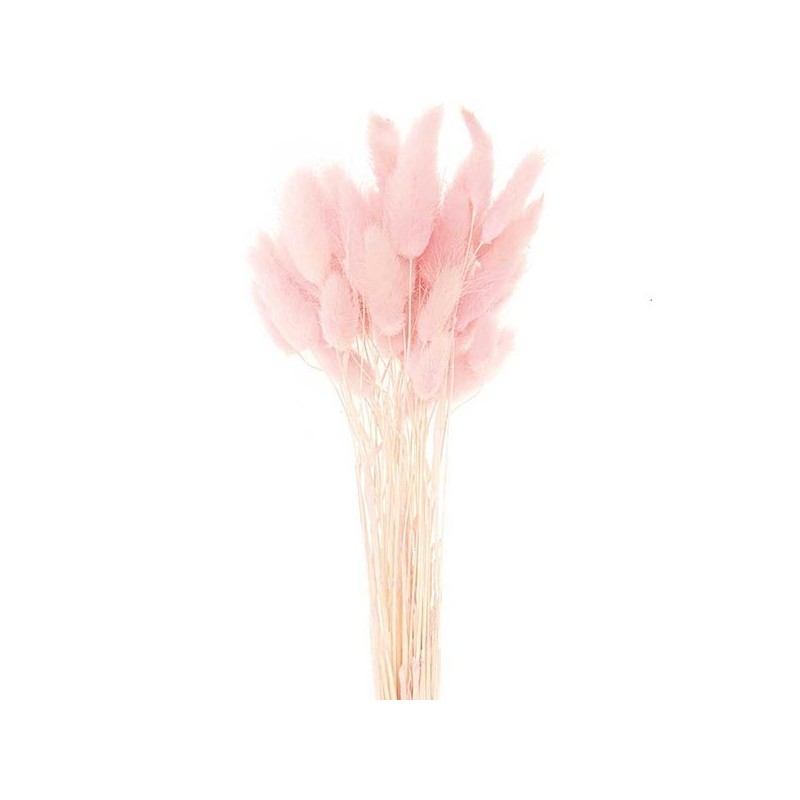 Lagorus séché  | Grossiste Fleuristes | Fleurs séchées