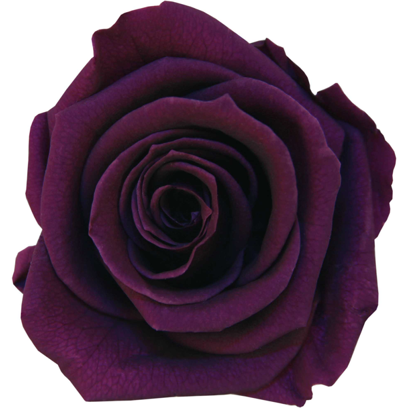 Rose Eternelle | Grossiste Végétaux Stabilisés