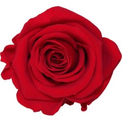 Rose Eternelle | Grossiste Végétaux Stabilisés
