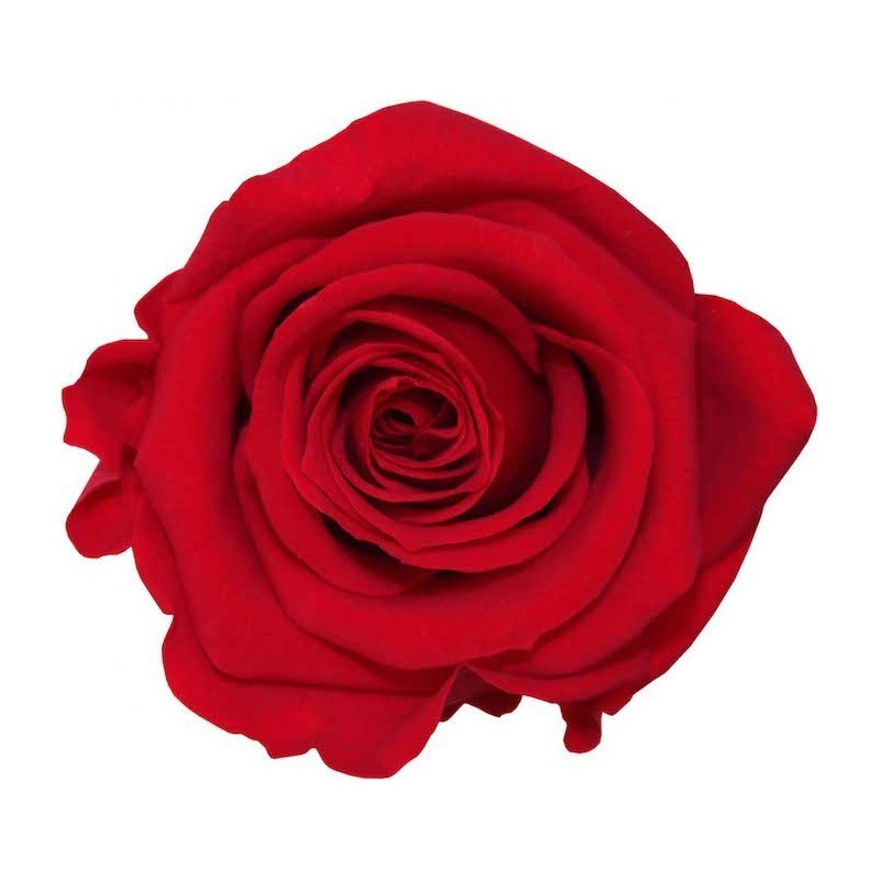 Rose Eternelle | Grossiste Végétaux Stabilisés