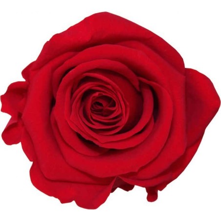 Rose Eternelle | Grossiste Végétaux Stabilisés