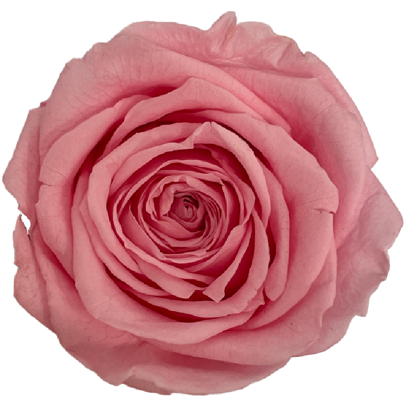Rose Stabilisée | Grossiste en Fleurs Stabilisées | Qualité Prix
