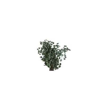 Eucalyptus Stabilisée  | Grossiste Fleuristes | Fleurs Artificielles