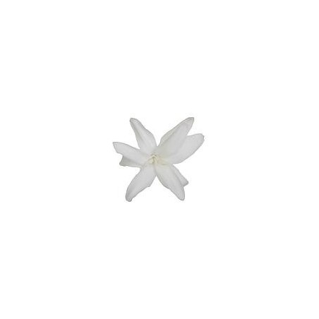 Jacinthe Stabilisé | Grossiste Fleuristes | Fleurs Artificielles Jacinthe Stabilisé | Grossiste Fleuristes | Fleurs Artificielles