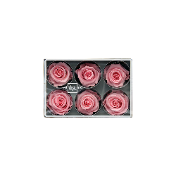 Rose Stabilisée  | Grossiste Fleuristes | Fleurs Artificielles