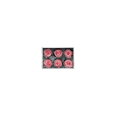 Rose Stabilisée | Grossiste Fleuristes | Fleurs Artificielles Rose Stabilisée | Grossiste Fleuristes | Fleurs Artificielles
