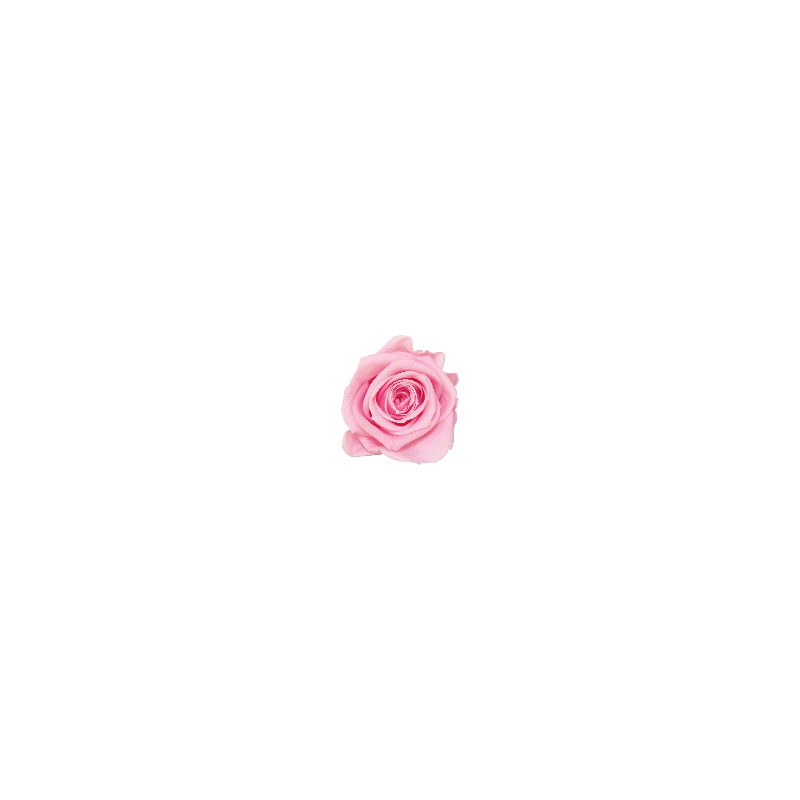 Rose Stabilisée | Grossiste Fleuristes | Fleurs Artificielles Rose Stabilisée | Grossiste Fleuristes | Fleurs Artificielles