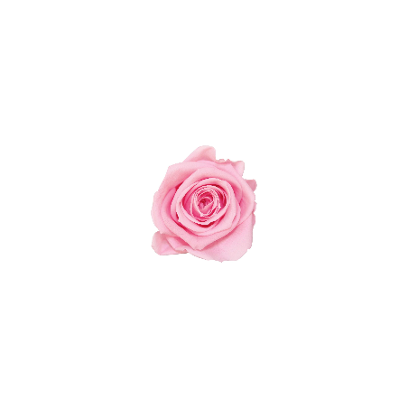 Rose Stabilisée | Grossiste Fleuristes | Fleurs Artificielles Rose Stabilisée | Grossiste Fleuristes | Fleurs Artificielles