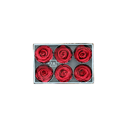 Rose Stabilisée  | Grossiste Fleuristes | Fleurs Artificielles