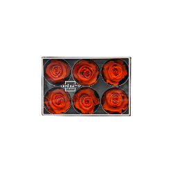 Rose Eternelle | Grossiste Fleuristes | Fleurs stabilisées