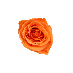 Rose Eternelle | Grossiste Fleuristes | Fleurs stabilisées