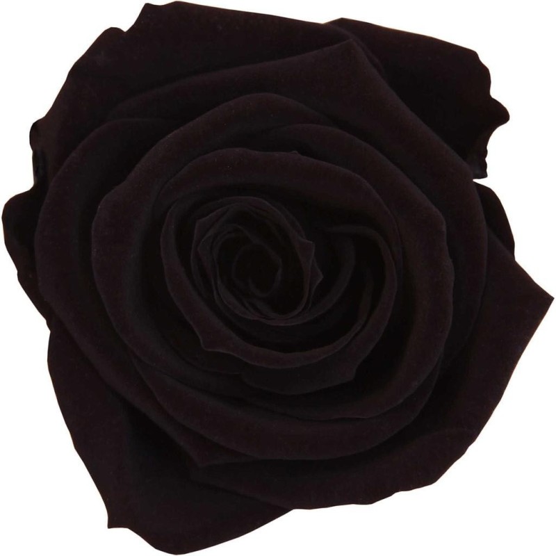 Rose Eternelle | Grossiste Fleuristes | Fleurs stabilisées Rose Eternelle | Grossiste Fleuristes | Fleurs stabilisées