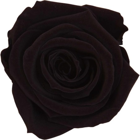 Rose Eternelle | Grossiste Fleuristes | Fleurs stabilisées Rose Eternelle | Grossiste Fleuristes | Fleurs stabilisées