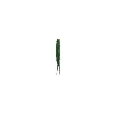 Amaranthe Stabilisée | Grossiste fleuristes | Qualité Prix Amaranthe Stabilisée | Grossiste fleuristes | Qualité Prix