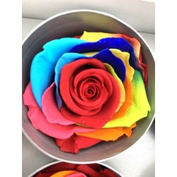 Rose Eternelle | Grossiste Fleuristes | Fleurs stabilisées