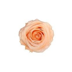 Rose Stabilisée  | Grossiste Fleuristes | Fleurs Artificielles