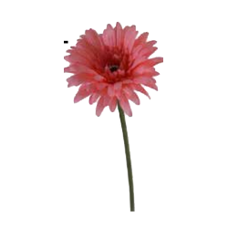 Tige Gerbera | Fleurs Artificielles | Pas cher