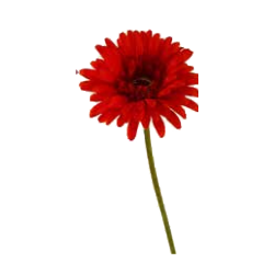 Tige Gerbera | Fleurs Artificielles | Pas cher