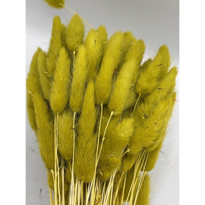Lagorus séché  | Grossiste Fleuristes | Fleurs séchées