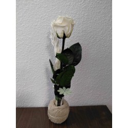 Fleurs séchées et Ficelle Corde | Grossiste fleuristes | Qualité prix