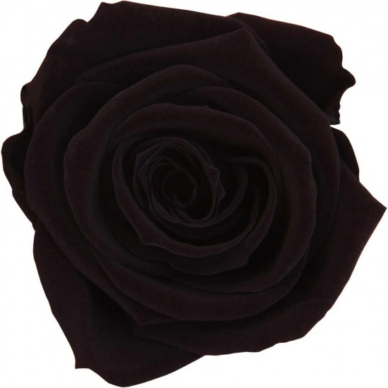 Rose stabilisée Standard Boite de 6 têtes Noir