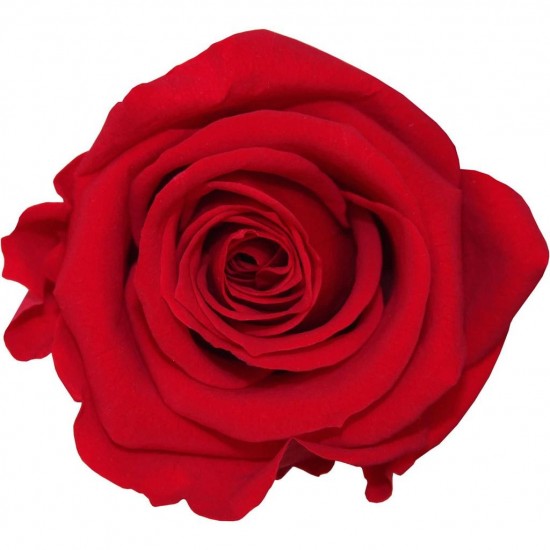 Rose stabilisée Standard Boite de 6 têtes Rouge
