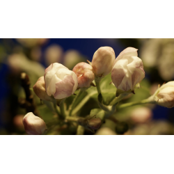 Artiflor, fournisseur de composition florales artificielles