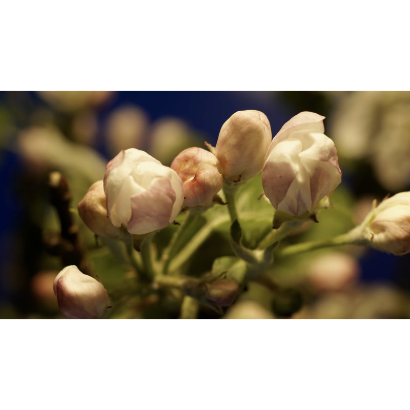 Artiflor, fournisseur de composition florales artificielles