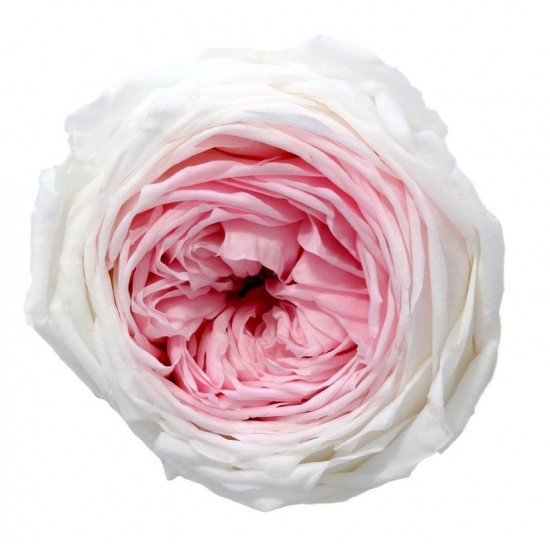 Rose de jardin stabilisée Extra Boite de 6 têtes Bicolore Rose et Blanc