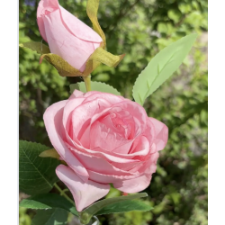 Rose artificielle avec bouton | Grossiste Fleuriste | Qualité Prix