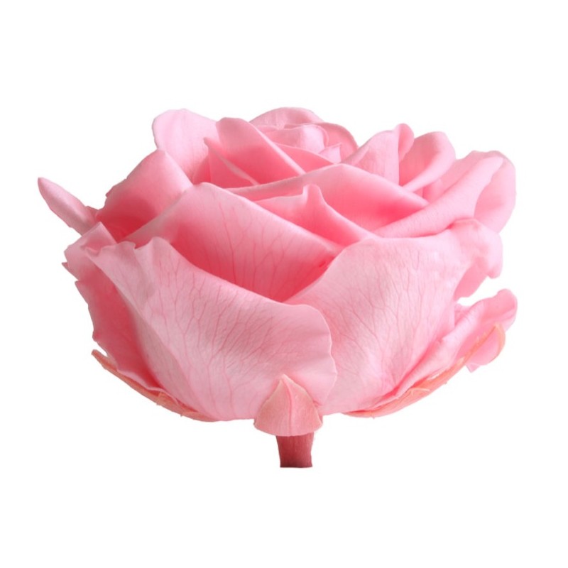Rose Stabilisée | Grossiste Fleuristes | Fleurs Artificielles Rose Stabilisée | Grossiste Fleuristes | Fleurs Artificielles