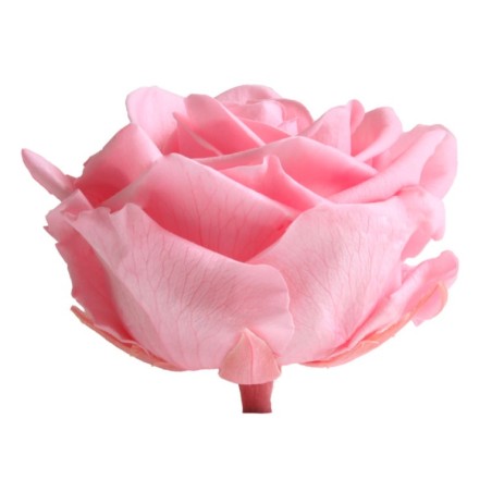 Rose Stabilisée | Grossiste Fleuristes | Fleurs Artificielles Rose Stabilisée | Grossiste Fleuristes | Fleurs Artificielles