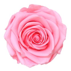 Rose Stabilisée  | Grossiste Fleuristes | Fleurs Artificielles