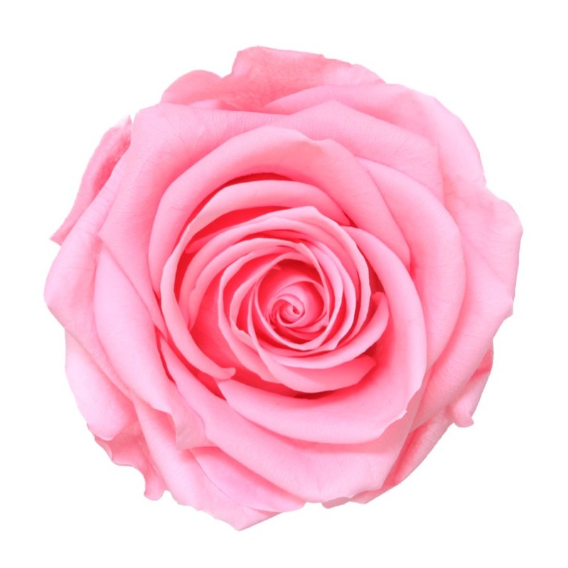 Rose Stabilisée | Grossiste Fleuristes | Fleurs Artificielles Rose Stabilisée | Grossiste Fleuristes | Fleurs Artificielles