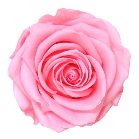 Rose Stabilisée | Grossiste Fleuristes | Fleurs Artificielles Rose Stabilisée | Grossiste Fleuristes | Fleurs Artificielles