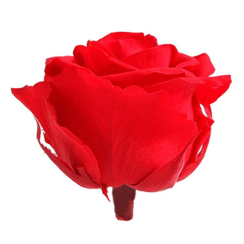 Rose Stabilisée  | Grossiste Fleuristes | Fleurs Artificielles