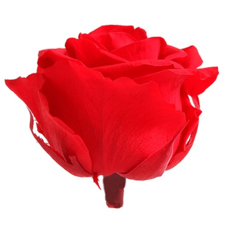 Rose Stabilisée  | Grossiste Fleuristes | Fleurs Artificielles
