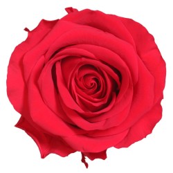 Rose Stabilisée  | Grossiste Fleuristes | Fleurs Artificielles