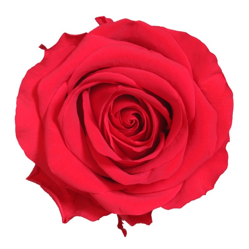 Rose Stabilisée  | Grossiste Fleuristes | Fleurs Artificielles