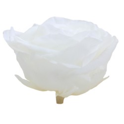 Rose Stabilisée  | Grossiste Fleuristes | Fleurs Artificielles