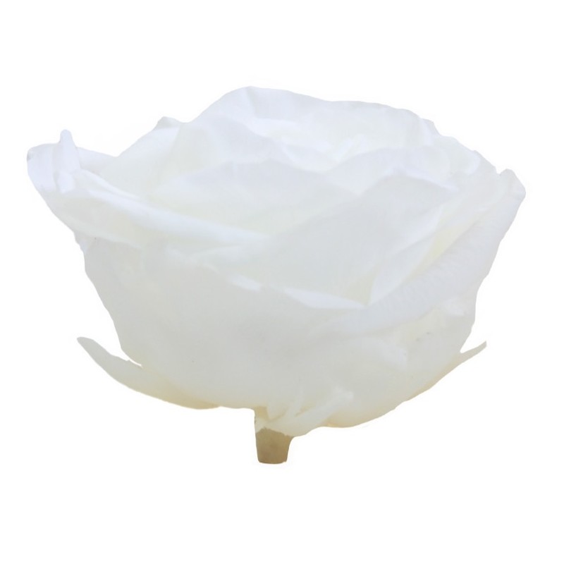 Rose Stabilisée | Grossiste Fleuristes | Fleurs Artificielles Rose Stabilisée | Grossiste Fleuristes | Fleurs Artificielles